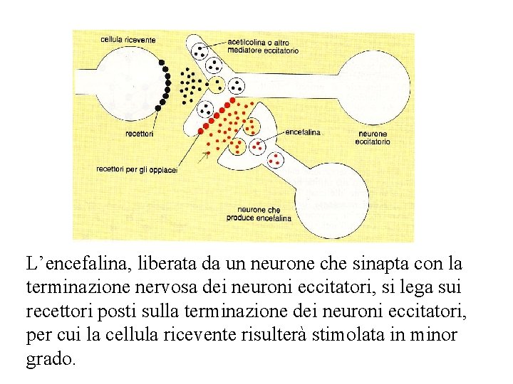 L’encefalina, liberata da un neurone che sinapta con la terminazione nervosa dei neuroni eccitatori,