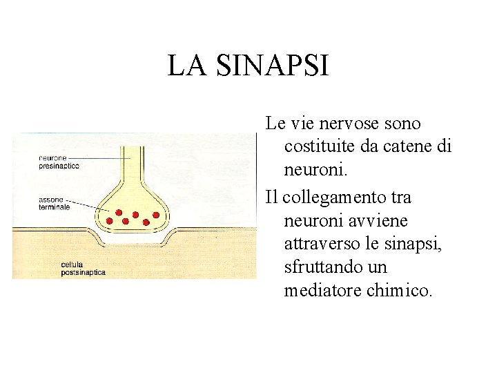 LA SINAPSI Le vie nervose sono costituite da catene di neuroni. Il collegamento tra