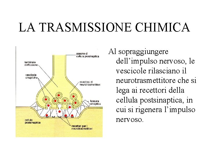 LA TRASMISSIONE CHIMICA Al sopraggiungere dell’impulso nervoso, le vescicole rilasciano il neurotrasmettitore che si