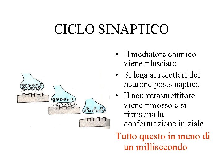 CICLO SINAPTICO • Il mediatore chimico viene rilasciato • Si lega ai recettori del