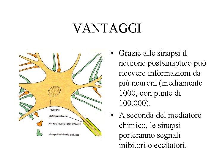 VANTAGGI • Grazie alle sinapsi il neurone postsinaptico può ricevere informazioni da più neuroni