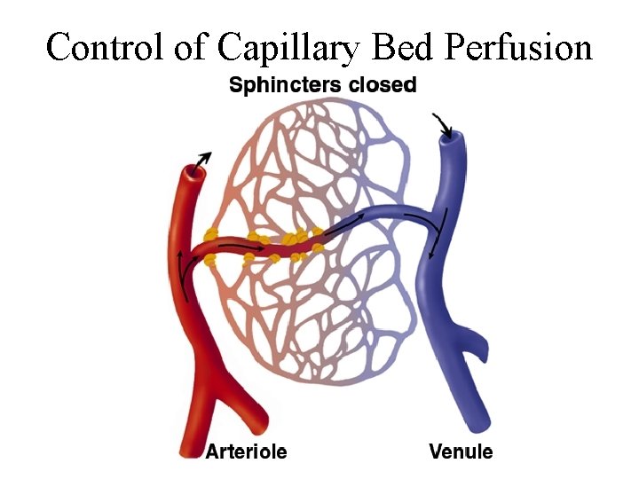 Control of Capillary Bed Perfusion 