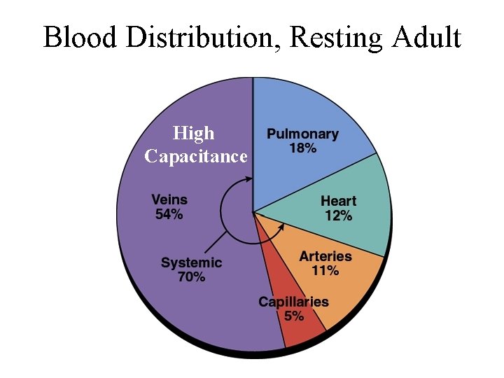 Blood Distribution, Resting Adult High Capacitance 