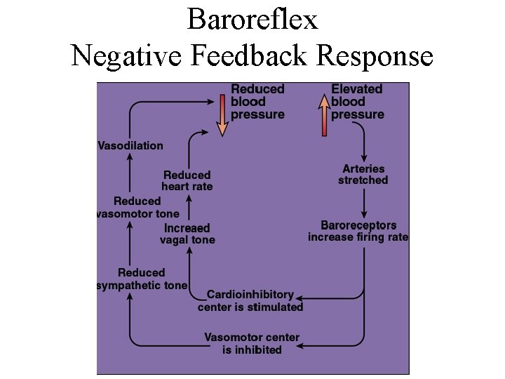 Baroreflex Negative Feedback Response 