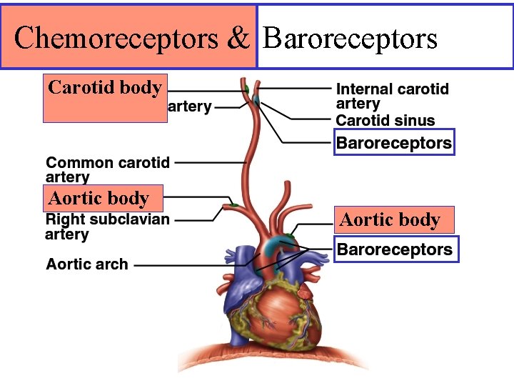 Chemoreceptors & Baroreceptors Carotid body Aortic body 