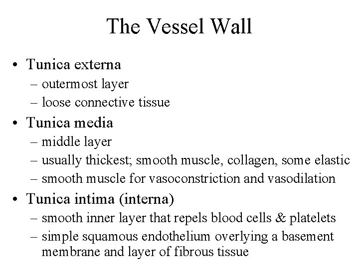 The Vessel Wall • Tunica externa – outermost layer – loose connective tissue •