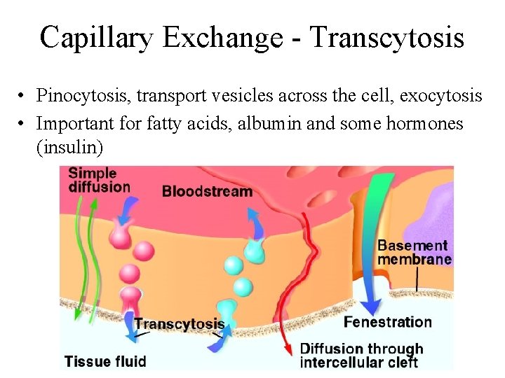 Capillary Exchange - Transcytosis • Pinocytosis, transport vesicles across the cell, exocytosis • Important