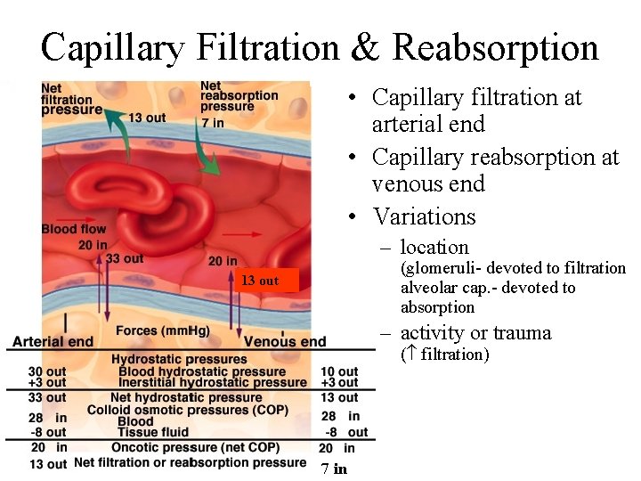 Capillary Filtration & Reabsorption • Capillary filtration at arterial end • Capillary reabsorption at