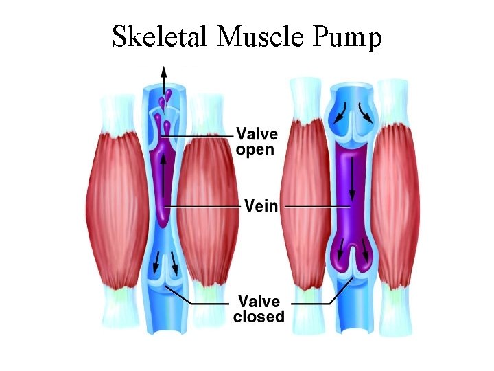 Skeletal Muscle Pump 