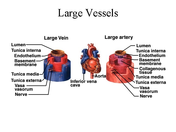 Large Vessels 