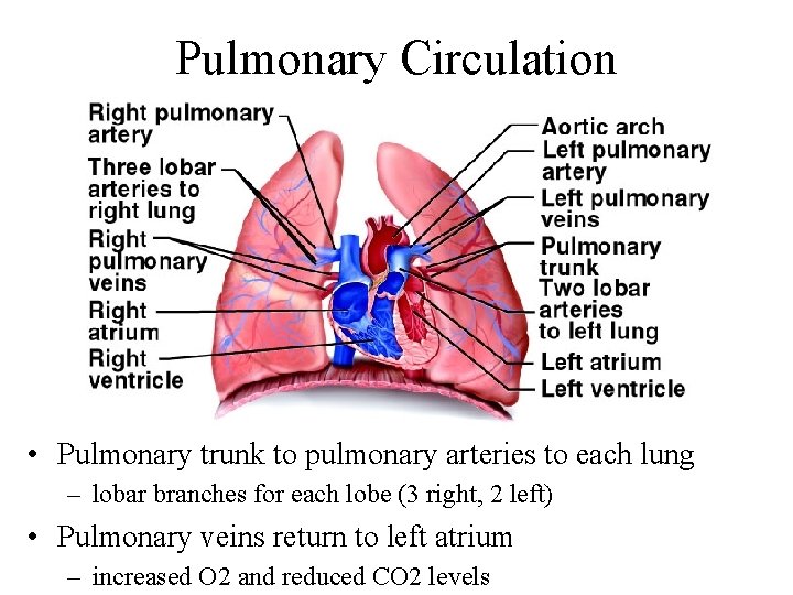 Pulmonary Circulation • Pulmonary trunk to pulmonary arteries to each lung – lobar branches