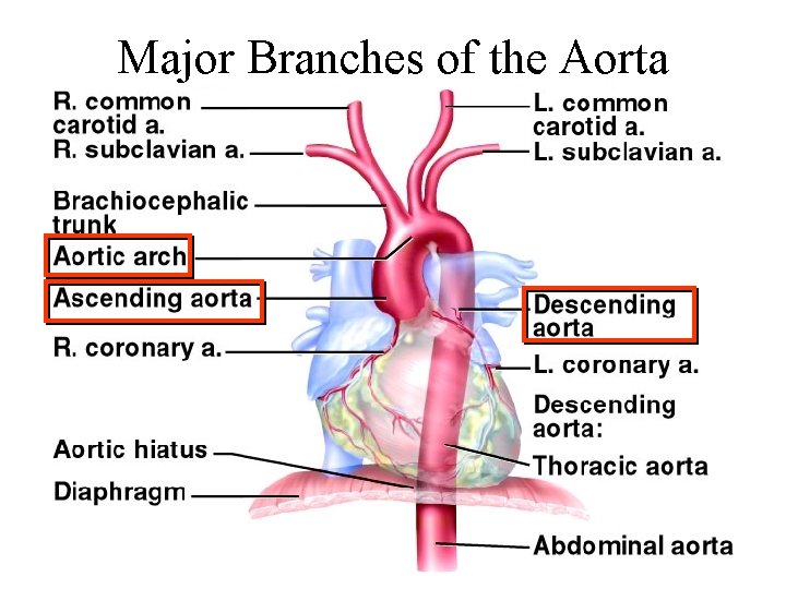 Major Branches of the Aorta 
