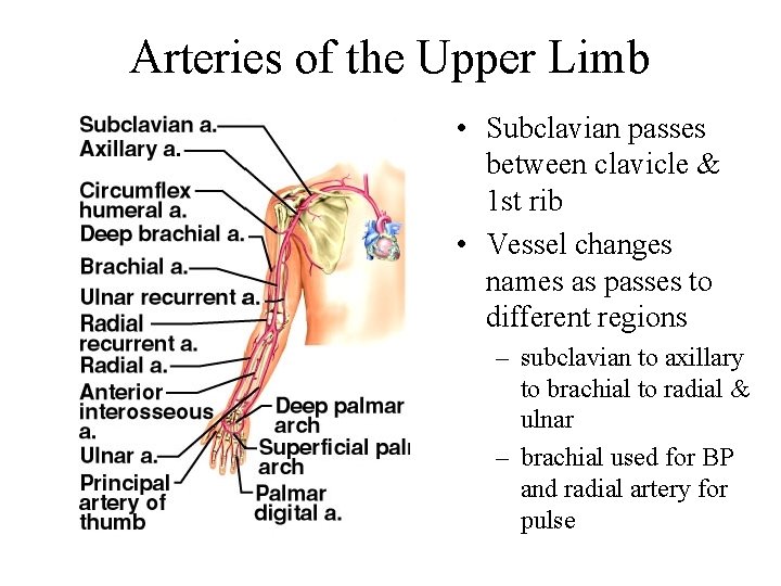 Arteries of the Upper Limb • Subclavian passes between clavicle & 1 st rib