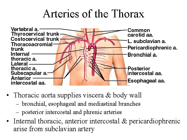 Arteries of the Thorax • Thoracic aorta supplies viscera & body wall – bronchial,