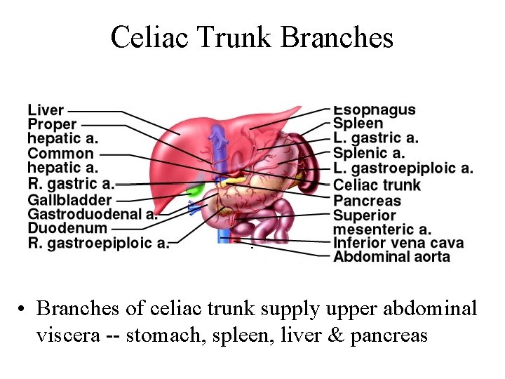 Celiac Trunk Branches • Branches of celiac trunk supply upper abdominal viscera -- stomach,