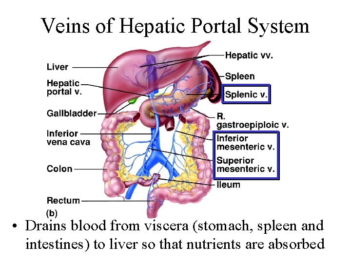 Veins of Hepatic Portal System • Drains blood from viscera (stomach, spleen and intestines)