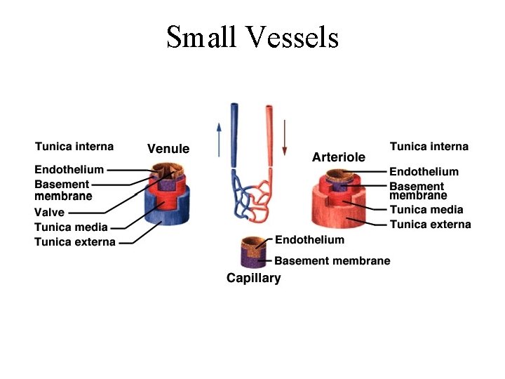 Small Vessels 