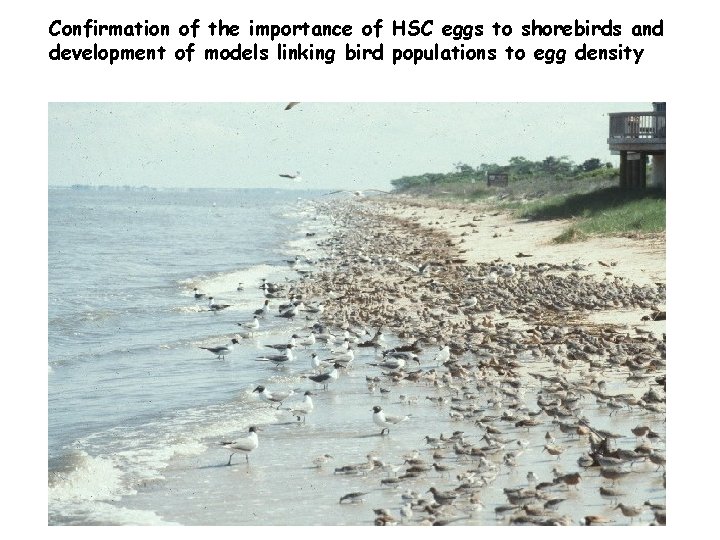 Confirmation of the importance of HSC eggs to shorebirds and development of models linking