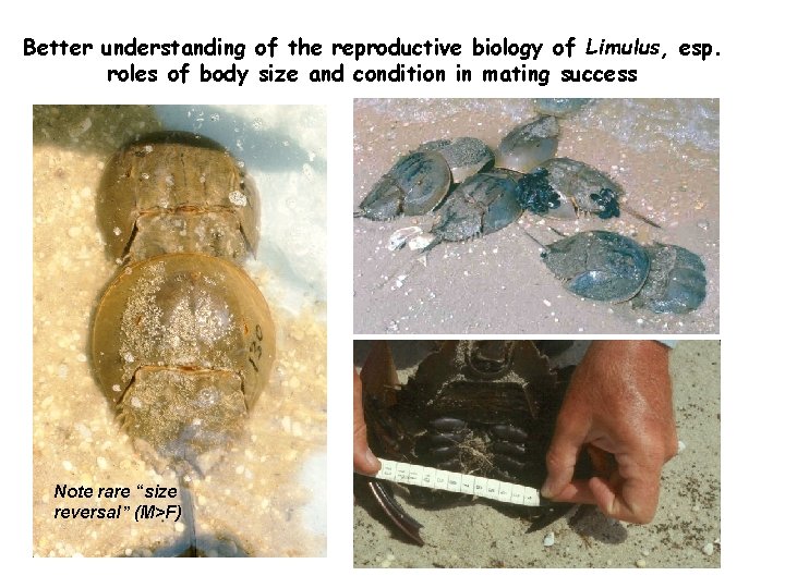 Better understanding of the reproductive biology of Limulus, esp. roles of body size and