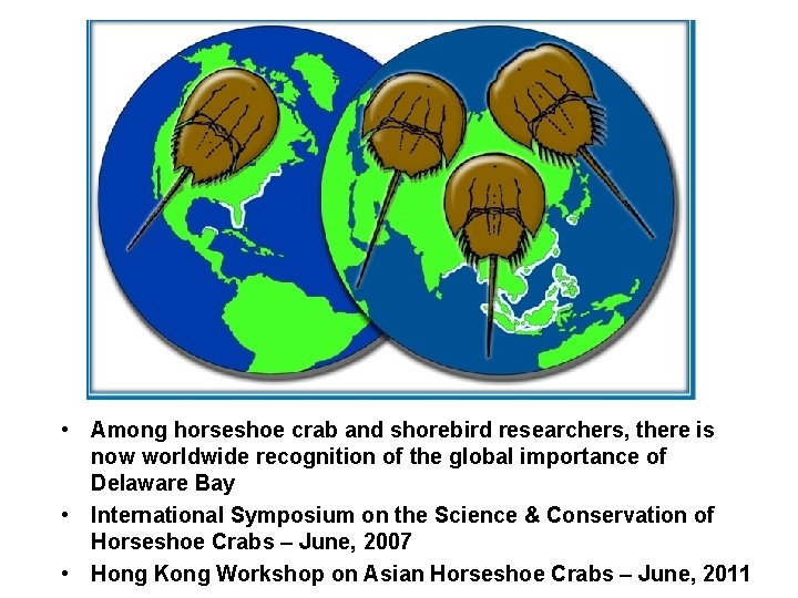  • Among horseshoe crab and shorebird researchers, there is now worldwide recognition of