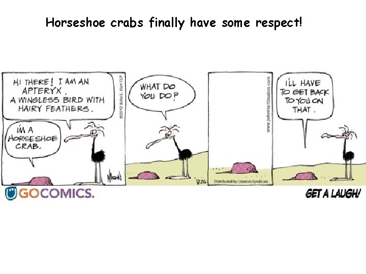 Horseshoe crabs finally have some respect! 