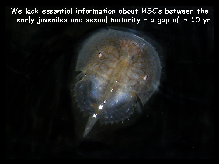 We lack essential information about HSC’s between the early juveniles and sexual maturity –