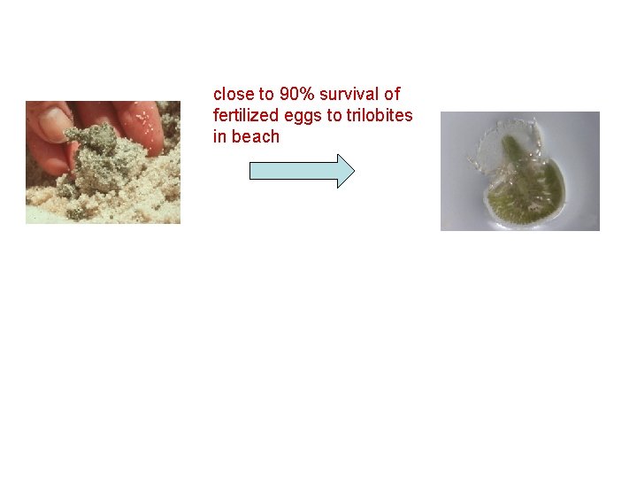 close to 90% survival of fertilized eggs to trilobites in beach 