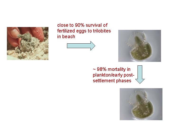 close to 90% survival of fertilized eggs to trilobites in beach ~ 98% mortality