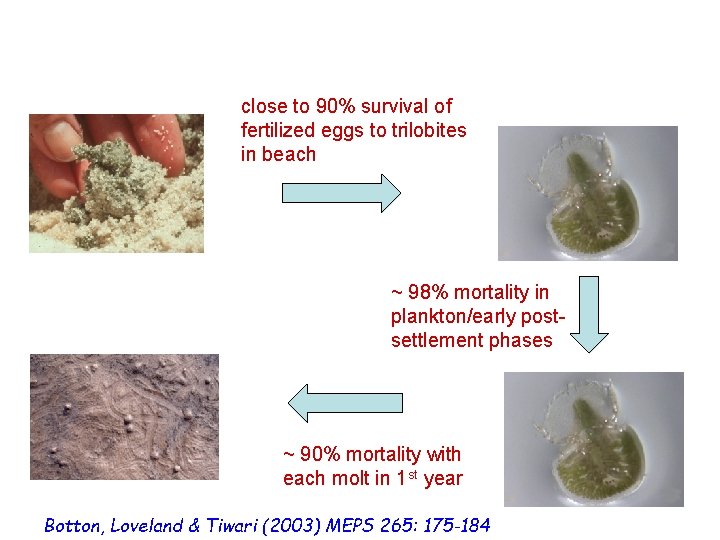 close to 90% survival of fertilized eggs to trilobites in beach ~ 98% mortality