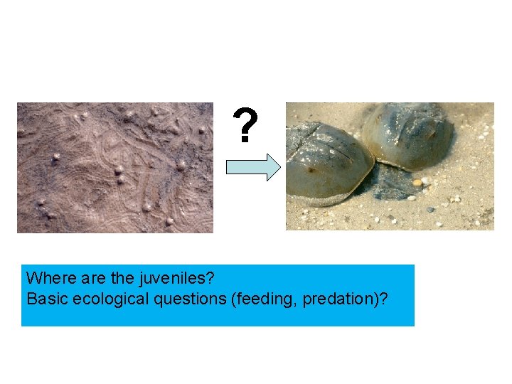? Where are the juveniles? Basic ecological questions (feeding, predation)? 