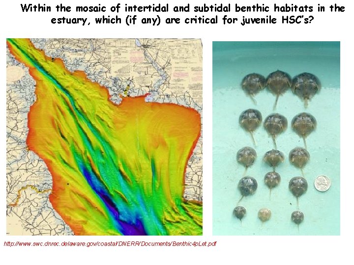 Within the mosaic of intertidal and subtidal benthic habitats in the estuary, which (if