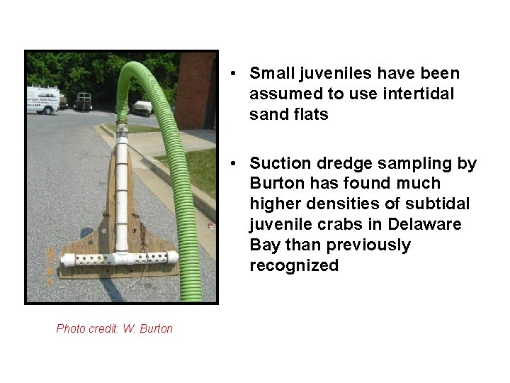 • Small juveniles have been assumed to use intertidal sand flats • Suction