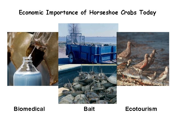 Economic Importance of Horseshoe Crabs Today Biomedical Bait Ecotourism 