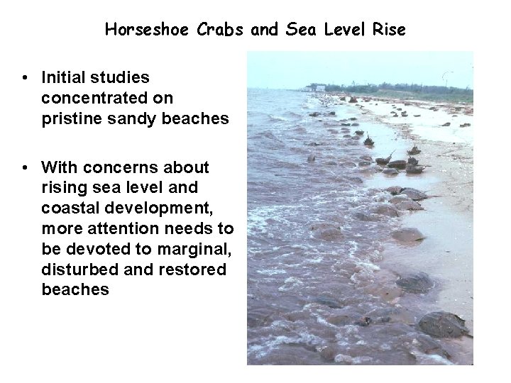 Horseshoe Crabs and Sea Level Rise • Initial studies concentrated on pristine sandy beaches