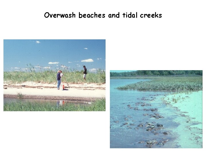 Overwash beaches and tidal creeks 
