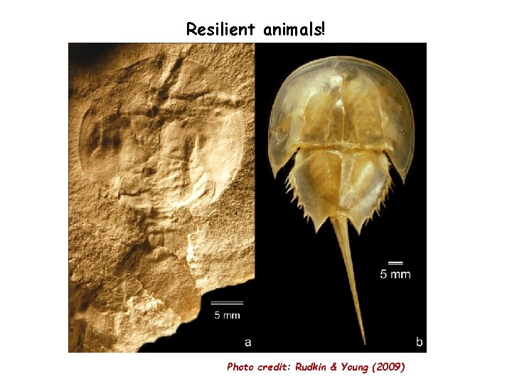 Resilient animals! Photo credit: Rudkin & Young (2009) 