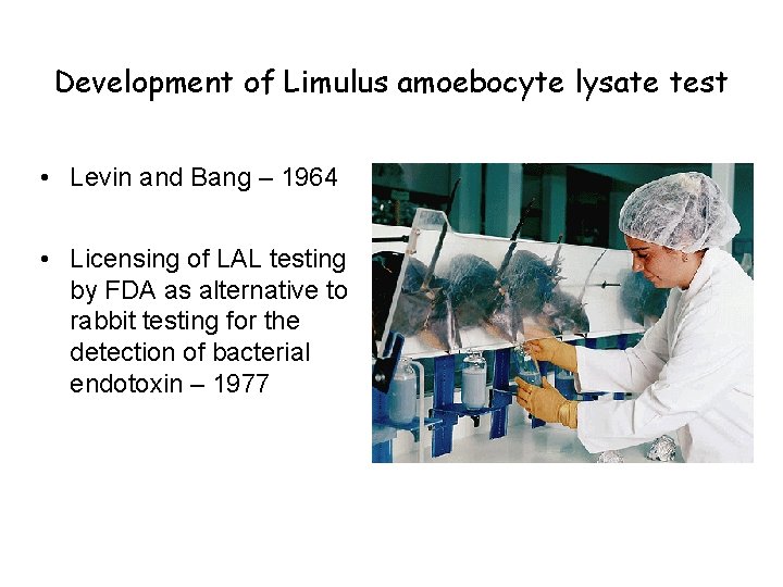 Development of Limulus amoebocyte lysate test • Levin and Bang – 1964 • Licensing