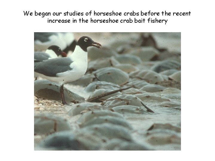 We began our studies of horseshoe crabs before the recent increase in the horseshoe