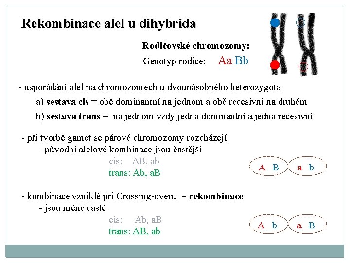 Rekombinace alel u dihybrida Rodičovské chromozomy: Genotyp rodiče: Aa Bb - uspořádání alel na
