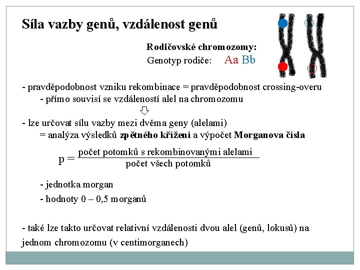 Síla vazby genů, vzdálenost genů Rodičovské chromozomy: Genotyp rodiče: Aa Bb - pravděpodobnost vzniku