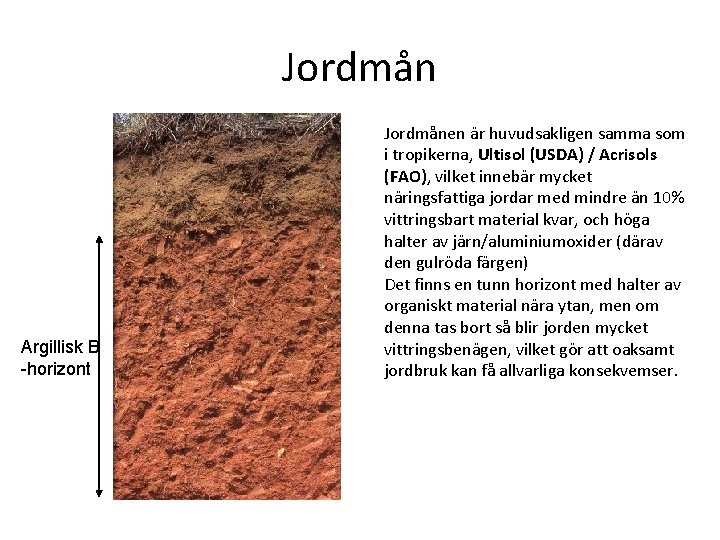 Jordmån Argillisk B -horizont Jordmånen är huvudsakligen samma som i tropikerna, Ultisol (USDA) /