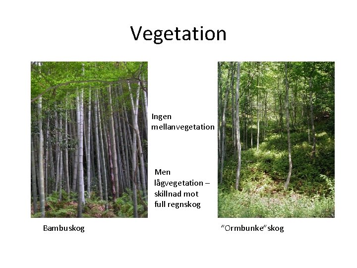 Vegetation Ingen mellanvegetation Men lågvegetation – skillnad mot full regnskog Bambuskog ”Ormbunke”skog 