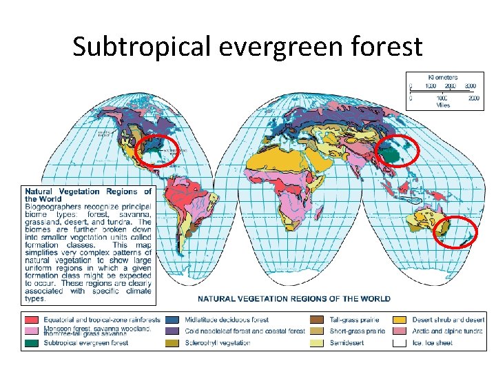 Subtropical evergreen forest 