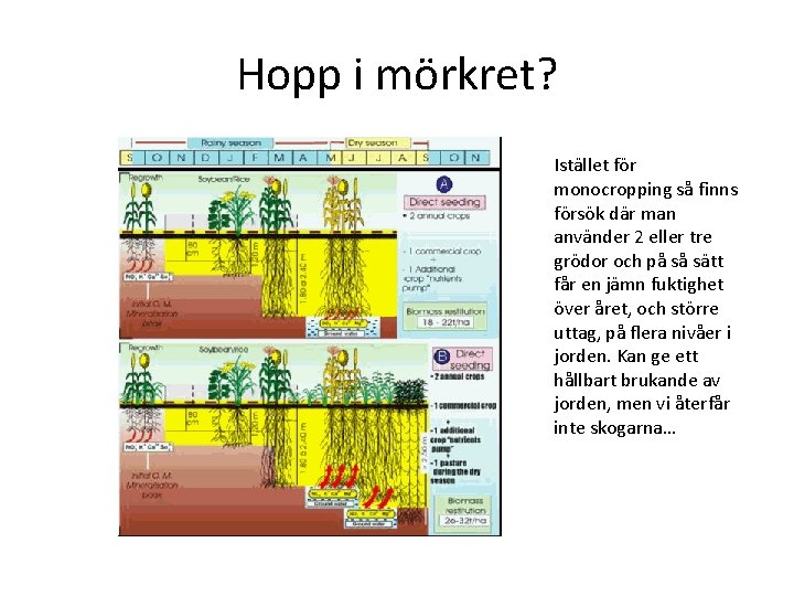 Hopp i mörkret? Istället för monocropping så finns försök där man använder 2 eller