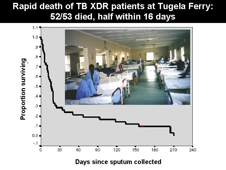 Proportion surviving Rapid death of TB XDR patients at Tugela Ferry: 52/53 died, half