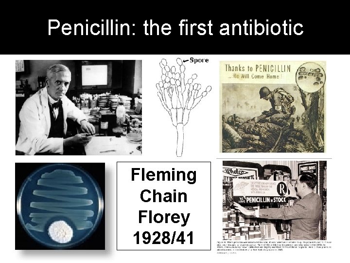 Penicillin: the first antibiotic Fleming Chain Florey 1928/41 