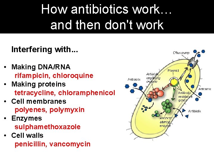 How antibiotics work… and then don't work Interfering with. . . • Making DNA/RNA