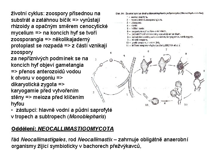 životní cyklus: zoospory přisednou na substrát a zatáhnou bičík => vyrůstají rhizoidy a opačným