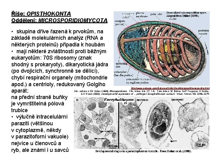 Říše: OPISTHOKONTA Oddělení: MICROSPORIDIOMYCOTA • skupina dříve řazená k prvokům, na základě molekulárních analýz