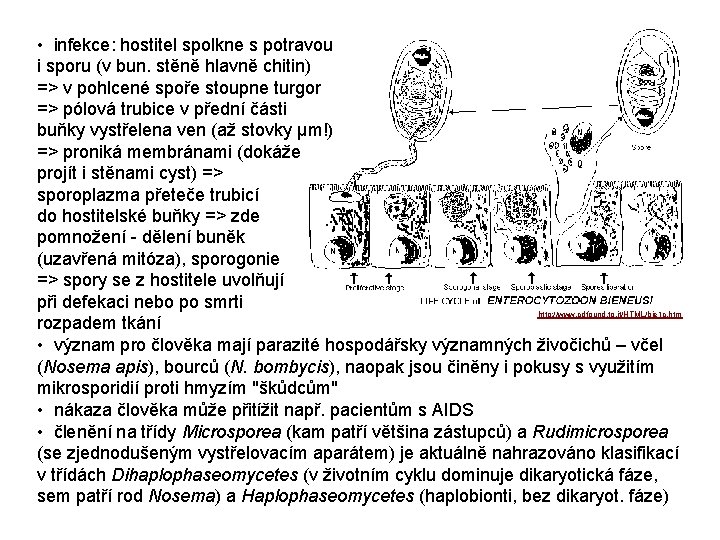  • infekce: hostitel spolkne s potravou i sporu (v bun. stěně hlavně chitin)